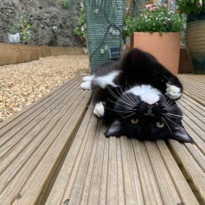 SkyAngels Crews. SkyAngels Mascot